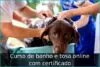 Curso de banho e tosa online com certificado