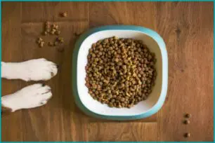 Gastos rotineiros: quanto custa para ter um cachorro