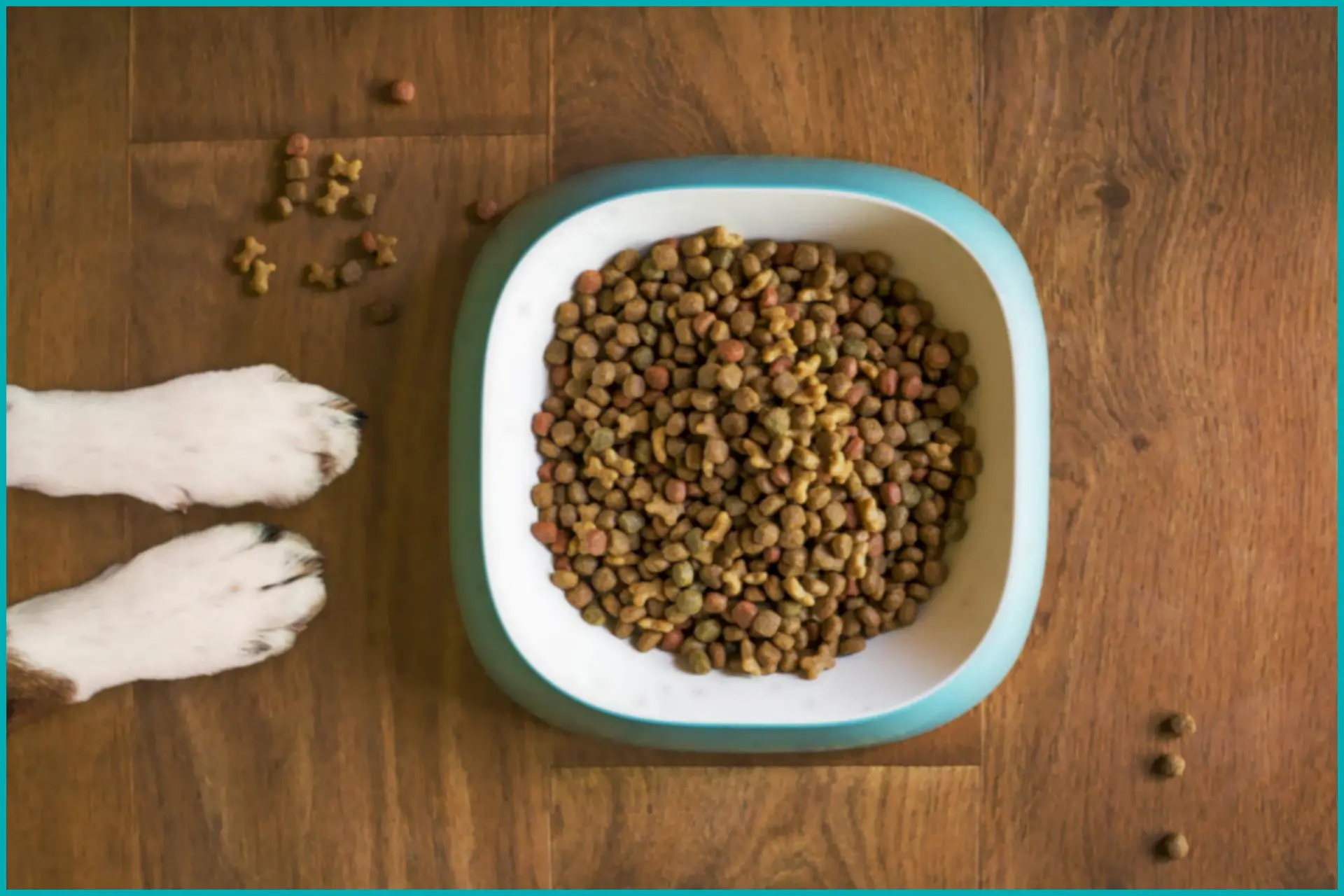 Gastos rotineiros: quanto custa para ter um cachorro Gastos rotineiros: quanto custa para ter um cachorro