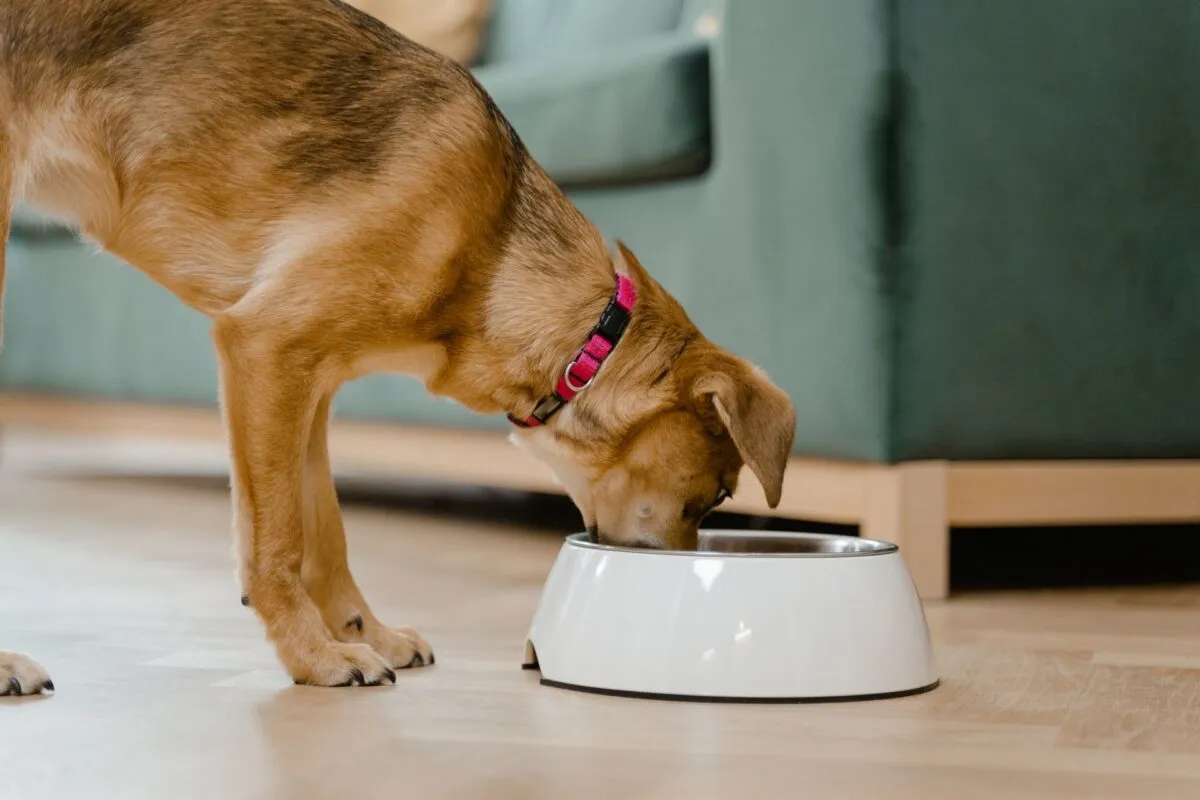 Um cachorro marrom com coleira rosa comendo em um prato.